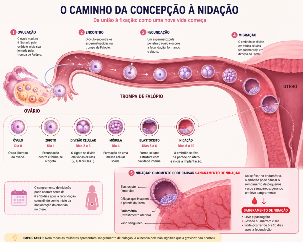 O Caminho da Concepção à Nidação] > Sugestão visual: Um esquema ilustrado mostrando o óvulo saindo do ovário, encontrando o espermatozoide na trompa e se fixando na parede uterina, destacando o momento exato em que o sangramento de nidação pode ocorrer.