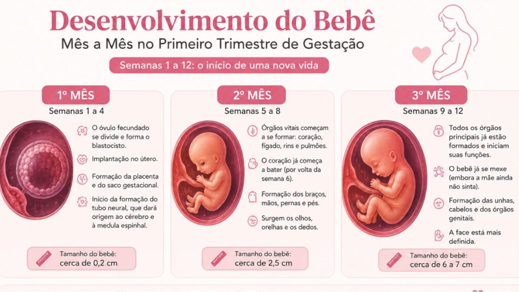 desenvolvimento do bebê mês a mês no primeiro trimestre de gestação